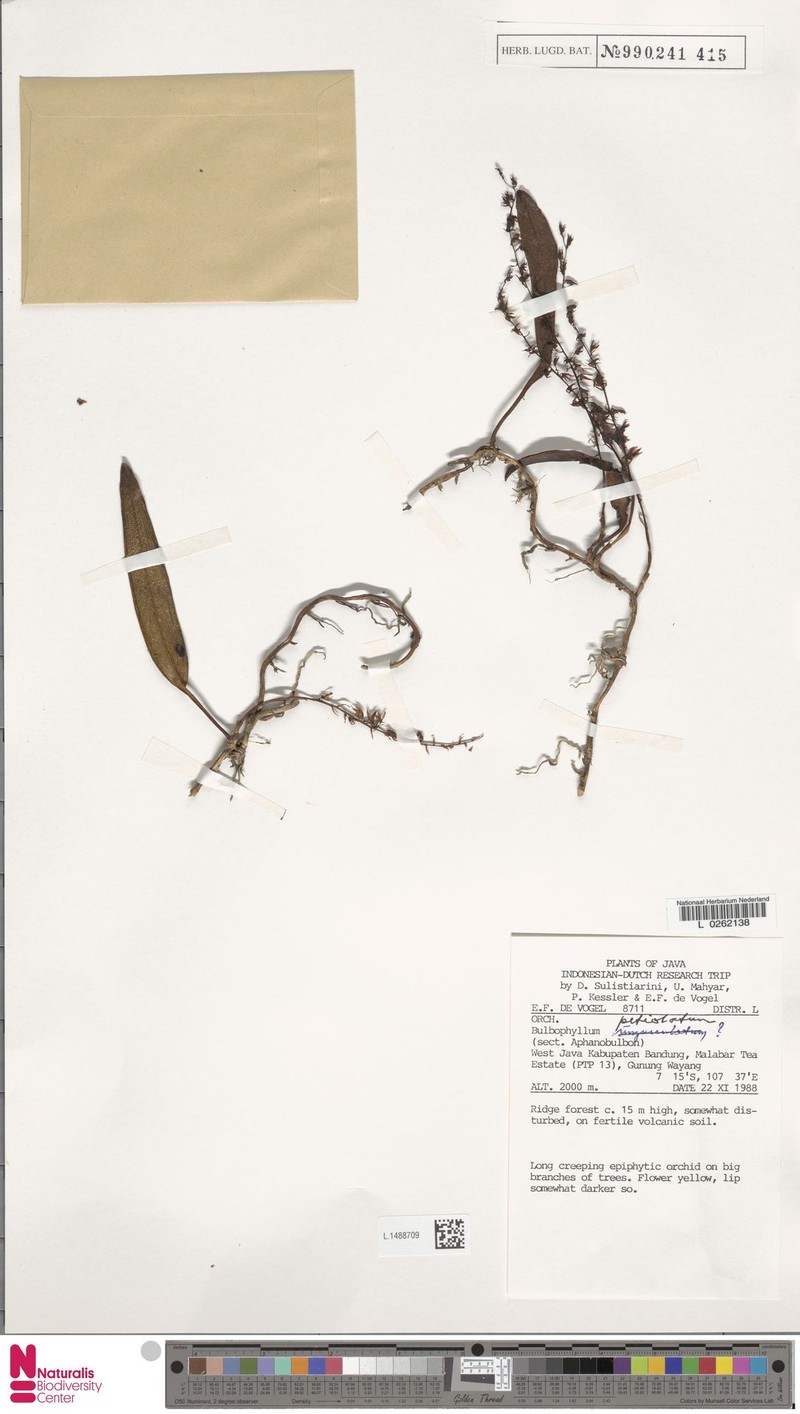 Bulbophyllum petiolatum photo 2