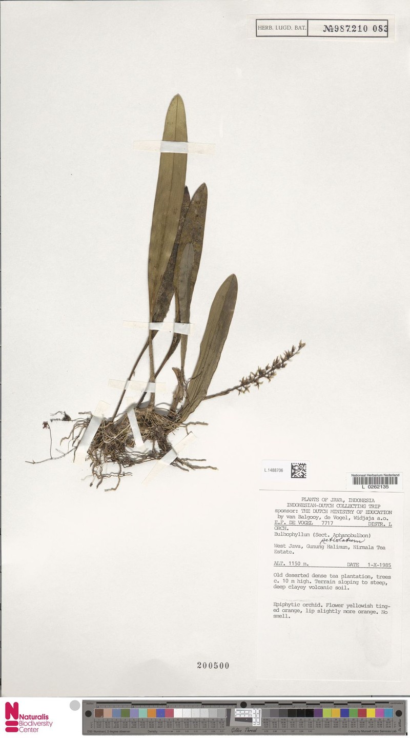 Bulbophyllum petiolatum photo 3