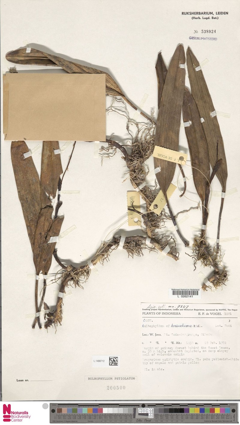 Bulbophyllum petiolatum photo 4