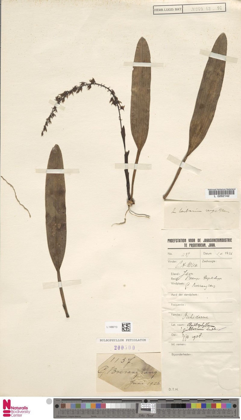 Bulbophyllum petiolatum photo 5