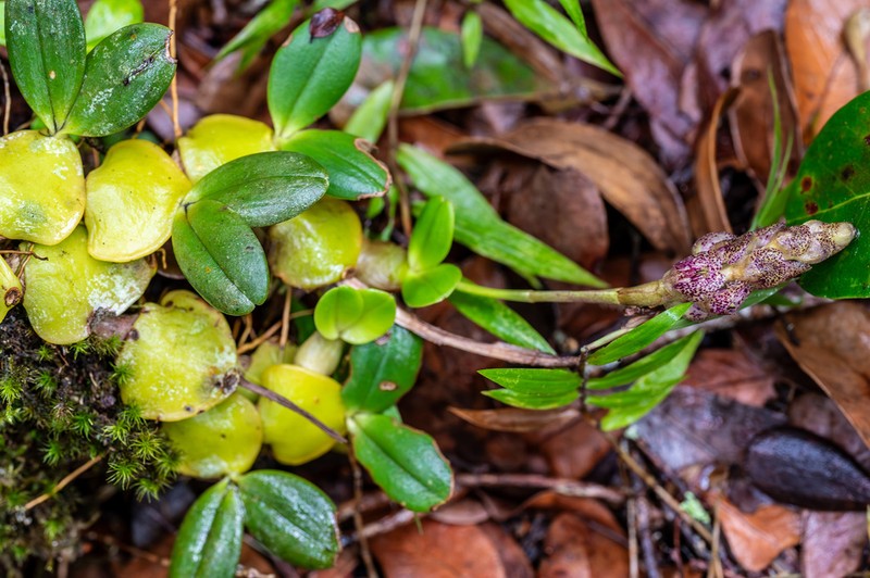 Bulbophyllum peyrotii