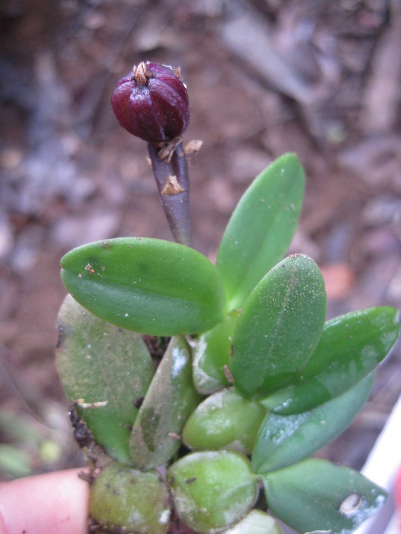 Bulbophyllum peyrotii photo 2