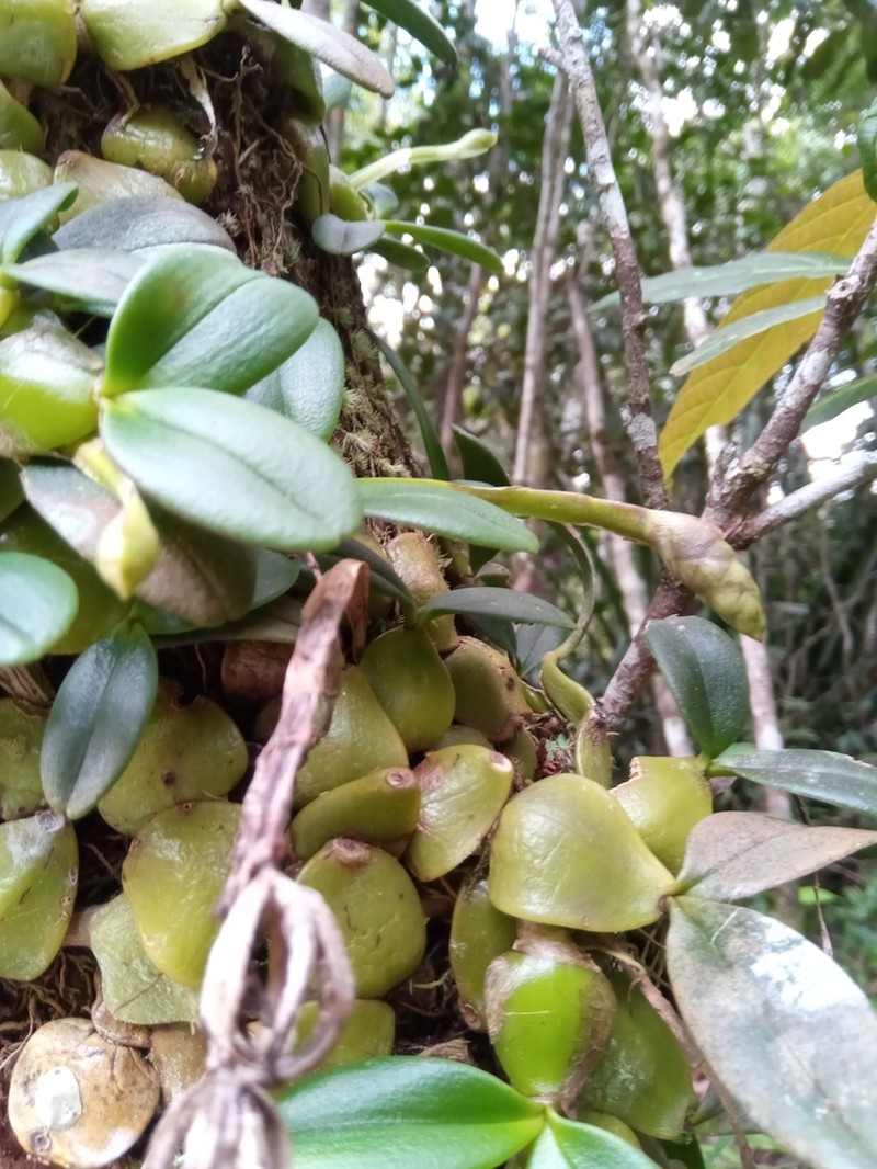 Bulbophyllum peyrotii photo 3