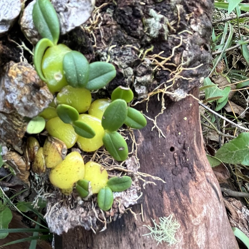 Bulbophyllum peyrotii photo 4