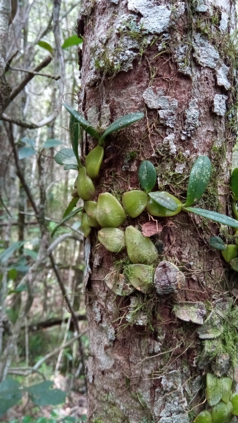 Bulbophyllum peyrotii photo 5