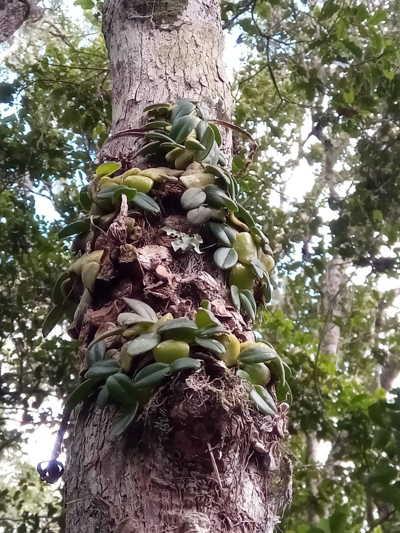 Bulbophyllum peyrotii photo 7