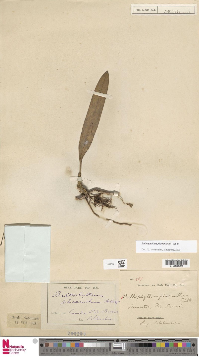 Bulbophyllum phaeanthum