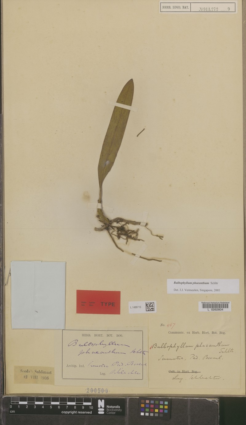 Bulbophyllum phaeanthum photo 2