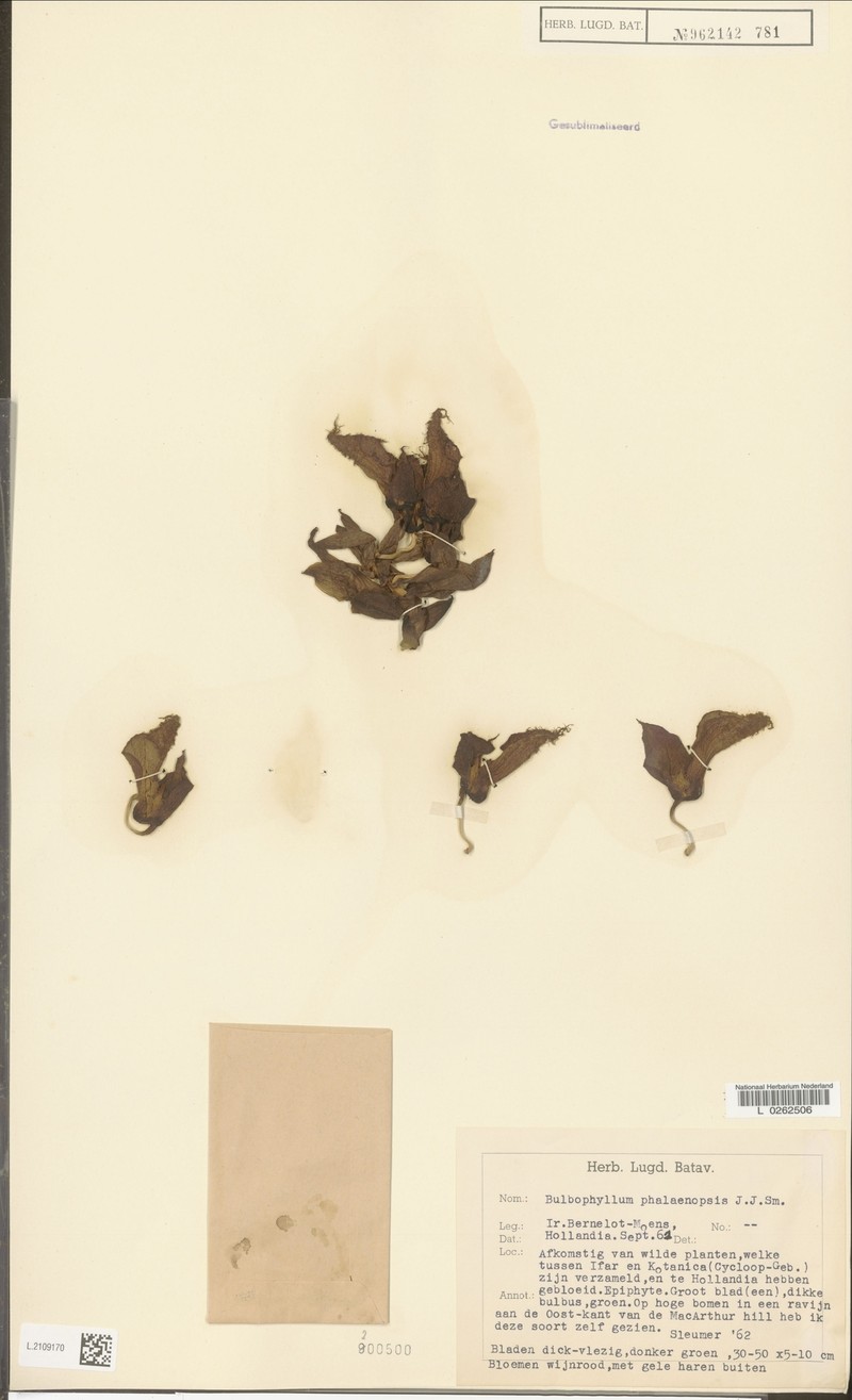Bulbophyllum phalaenopsis photo 2