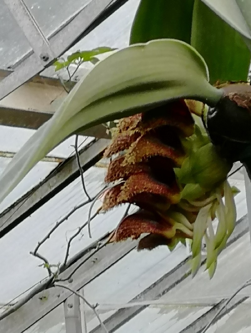 Bulbophyllum phalaenopsis photo 3