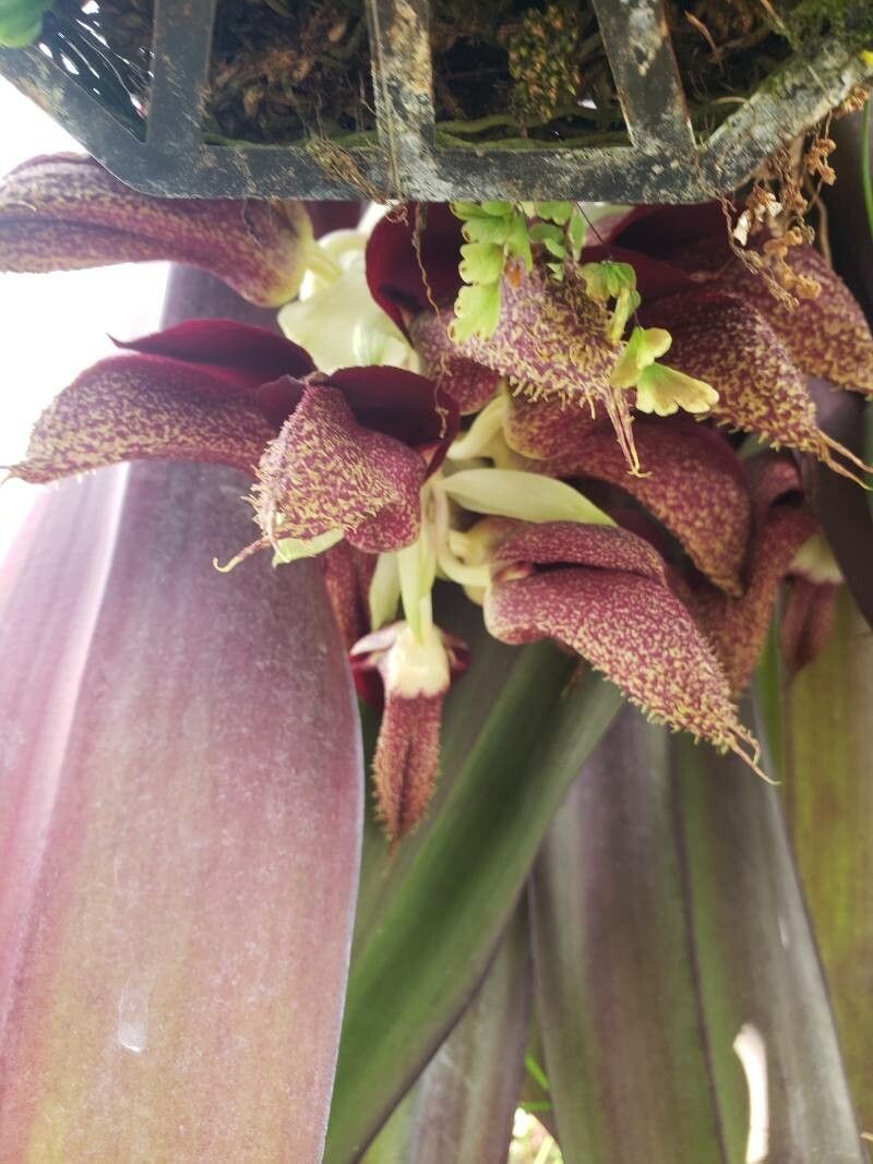 Bulbophyllum phalaenopsis photo 4