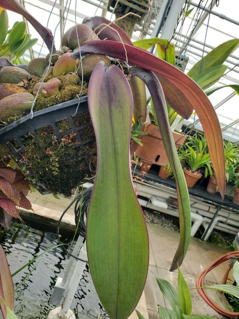 Bulbophyllum phalaenopsis photo 5
