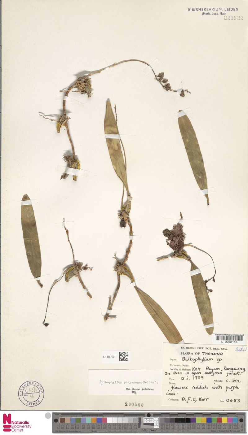 Bulbophyllum phayamense