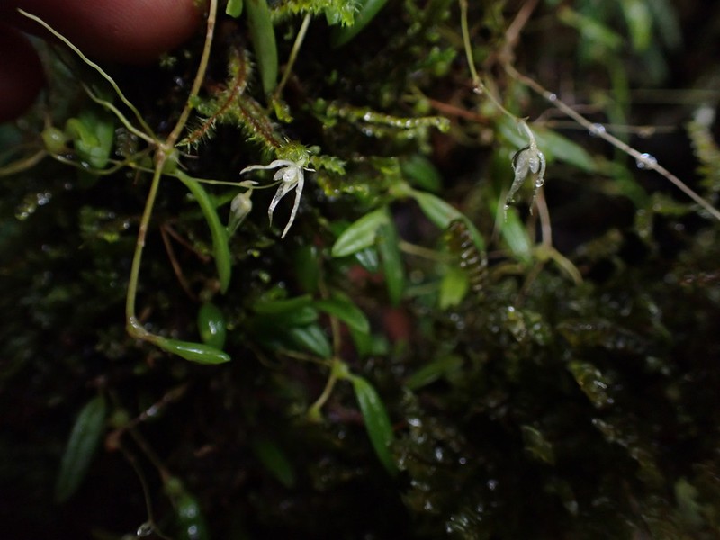 Bulbophyllum phormion photo 2