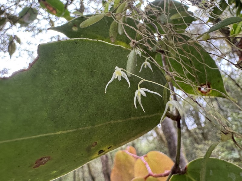 Bulbophyllum phormion photo 3