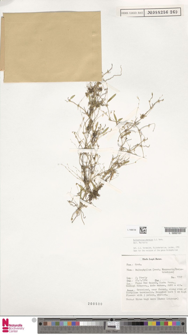 Bulbophyllum phormion photo 5