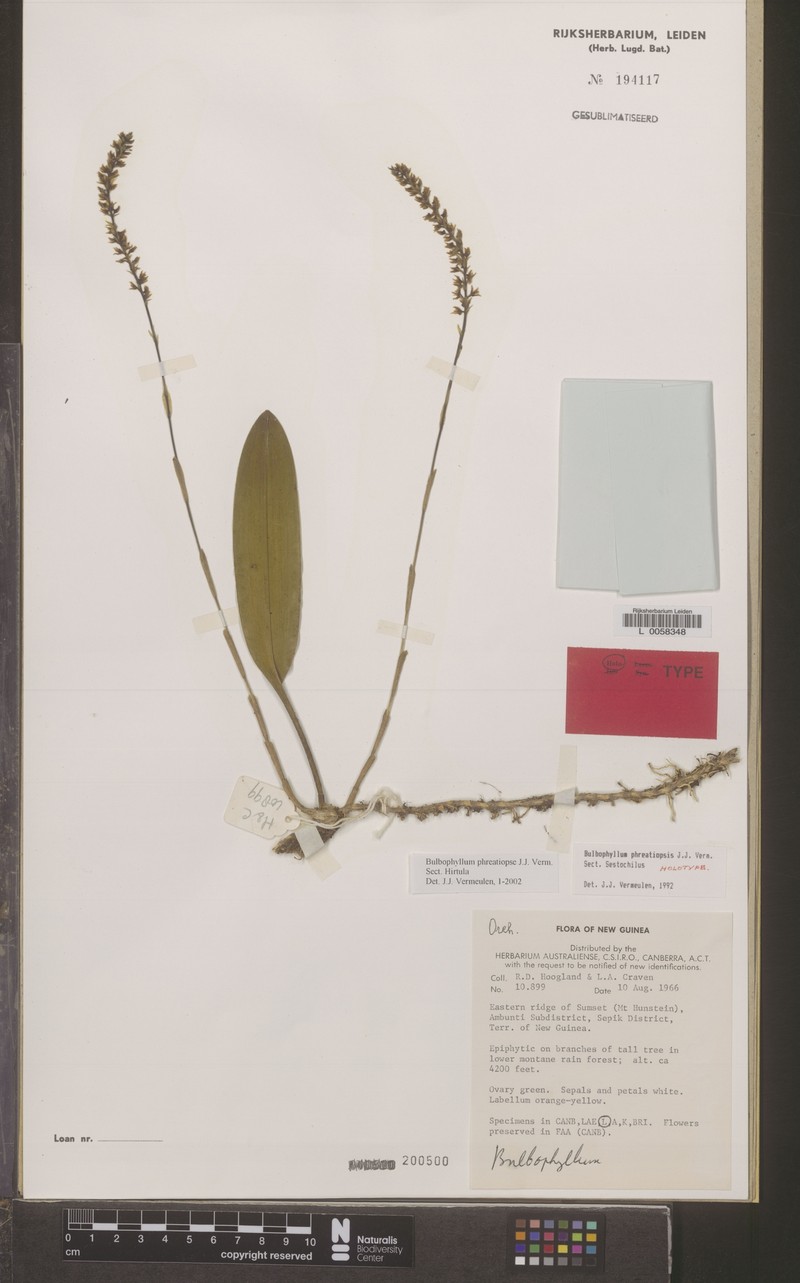 Bulbophyllum phreatiopse