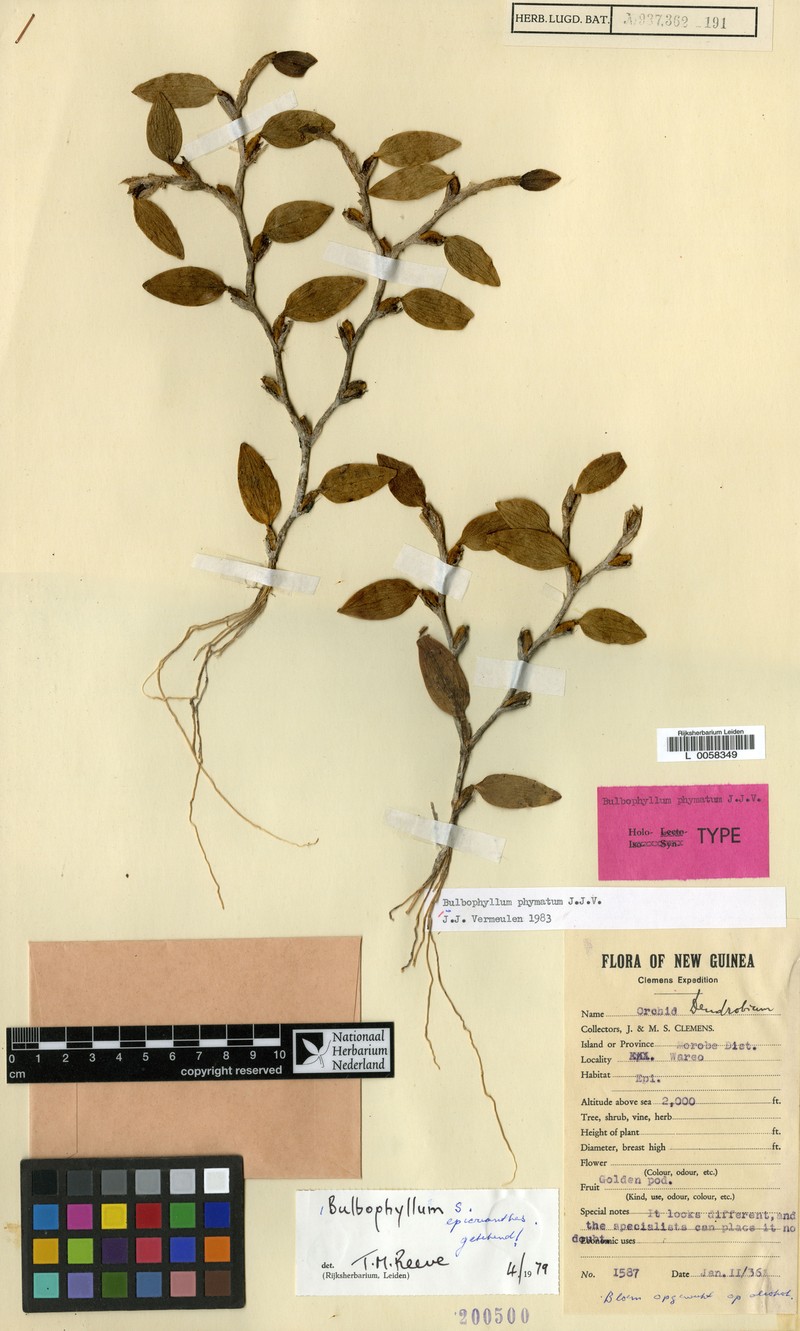 Bulbophyllum phymatum