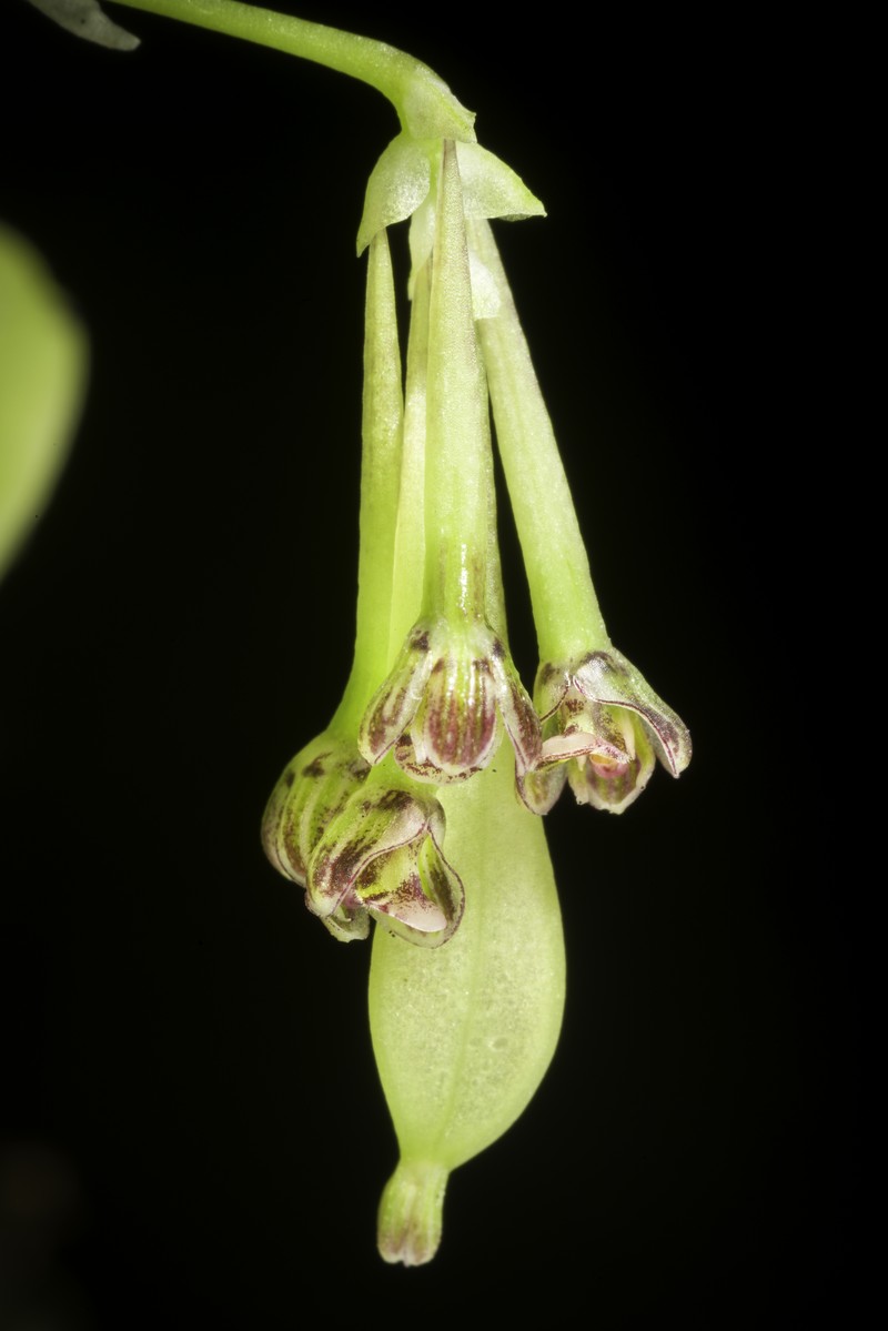 Bulbophyllum physometrum