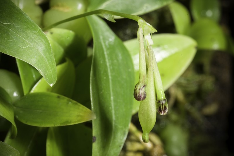 Bulbophyllum physometrum photo 2