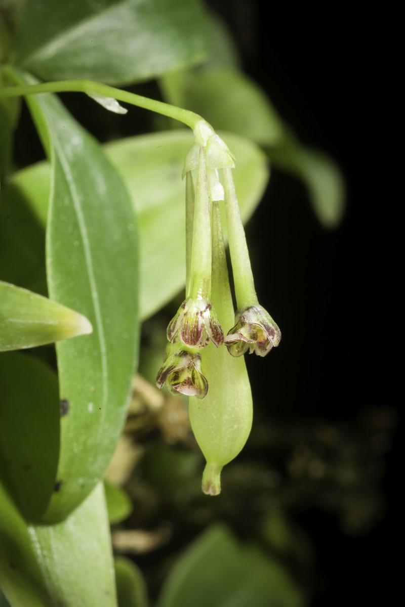 Bulbophyllum physometrum photo 3