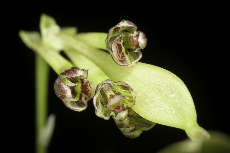 Bulbophyllum physometrum photo 4