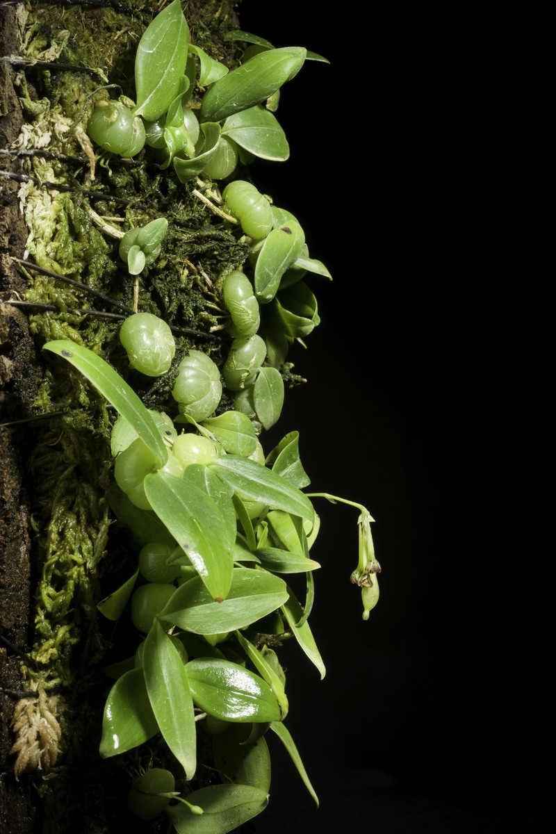 Bulbophyllum physometrum photo 5