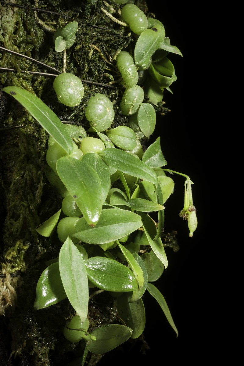 Bulbophyllum physometrum photo 6