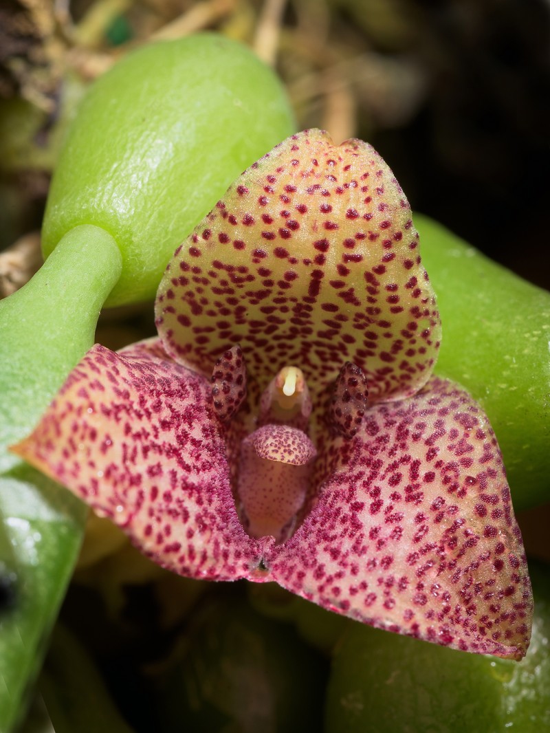 Bulbophyllum pictum
