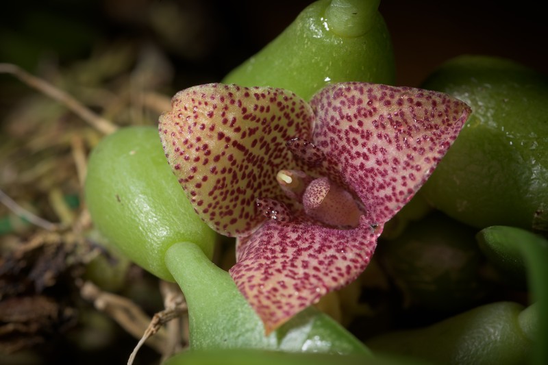 Bulbophyllum pictum photo 2