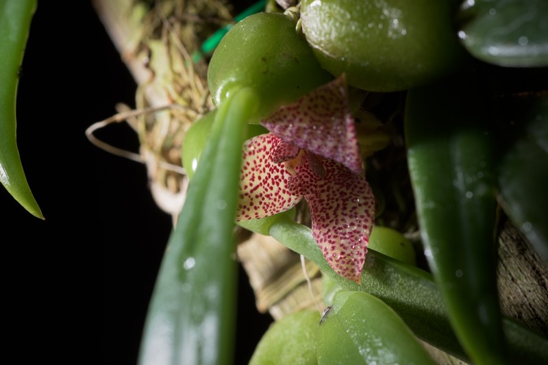 Bulbophyllum pictum photo 3