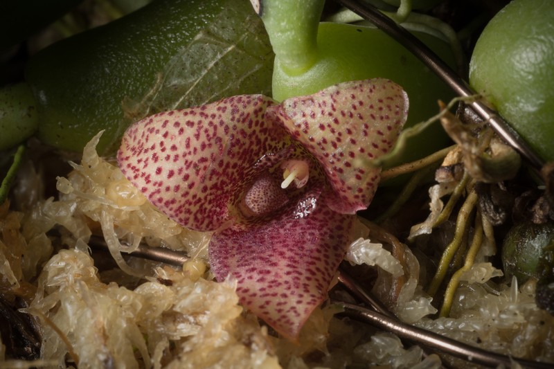 Bulbophyllum pictum photo 4