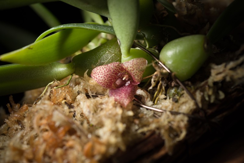 Bulbophyllum pictum photo 5