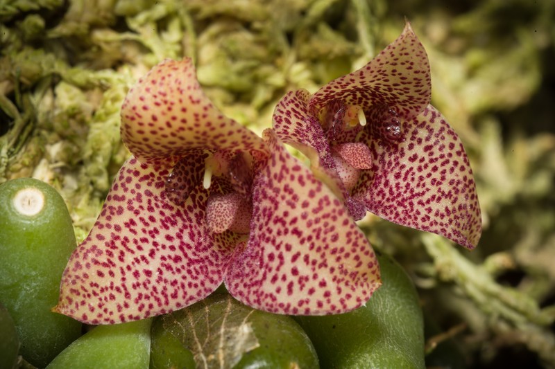 Bulbophyllum pictum photo 6