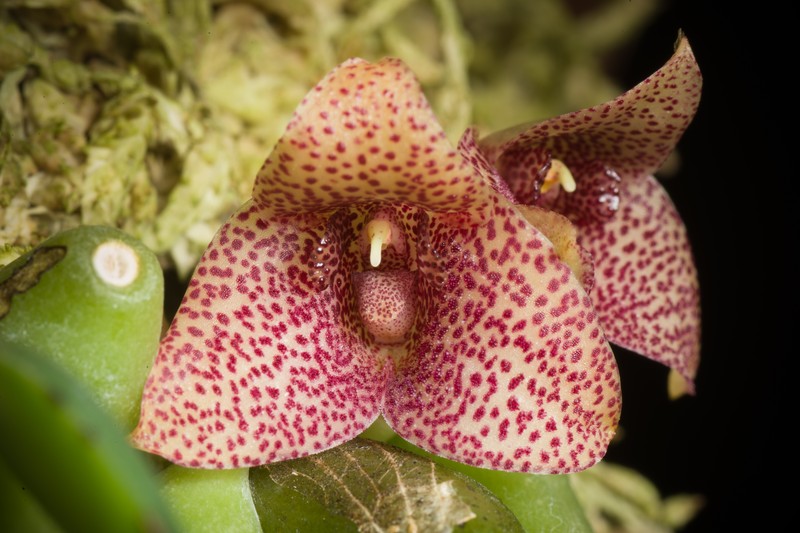 Bulbophyllum pictum photo 7