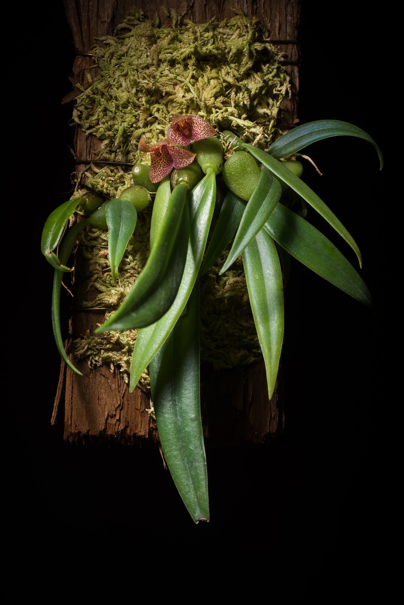 Bulbophyllum pictum photo 8