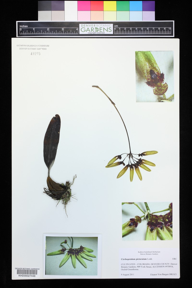 Bulbophyllum picturatum photo 2