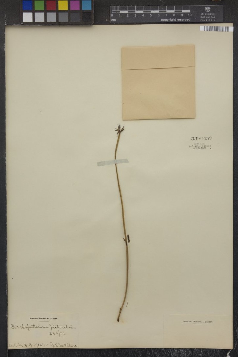 Bulbophyllum picturatum photo 3