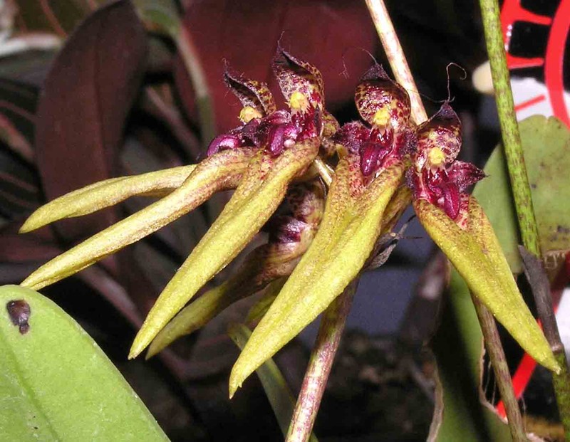 Bulbophyllum picturatum