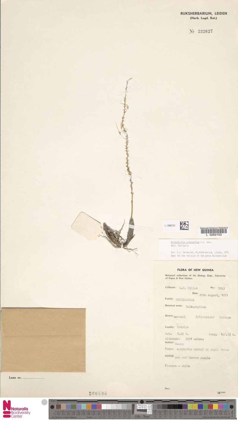 Bulbophyllum pidacanthum