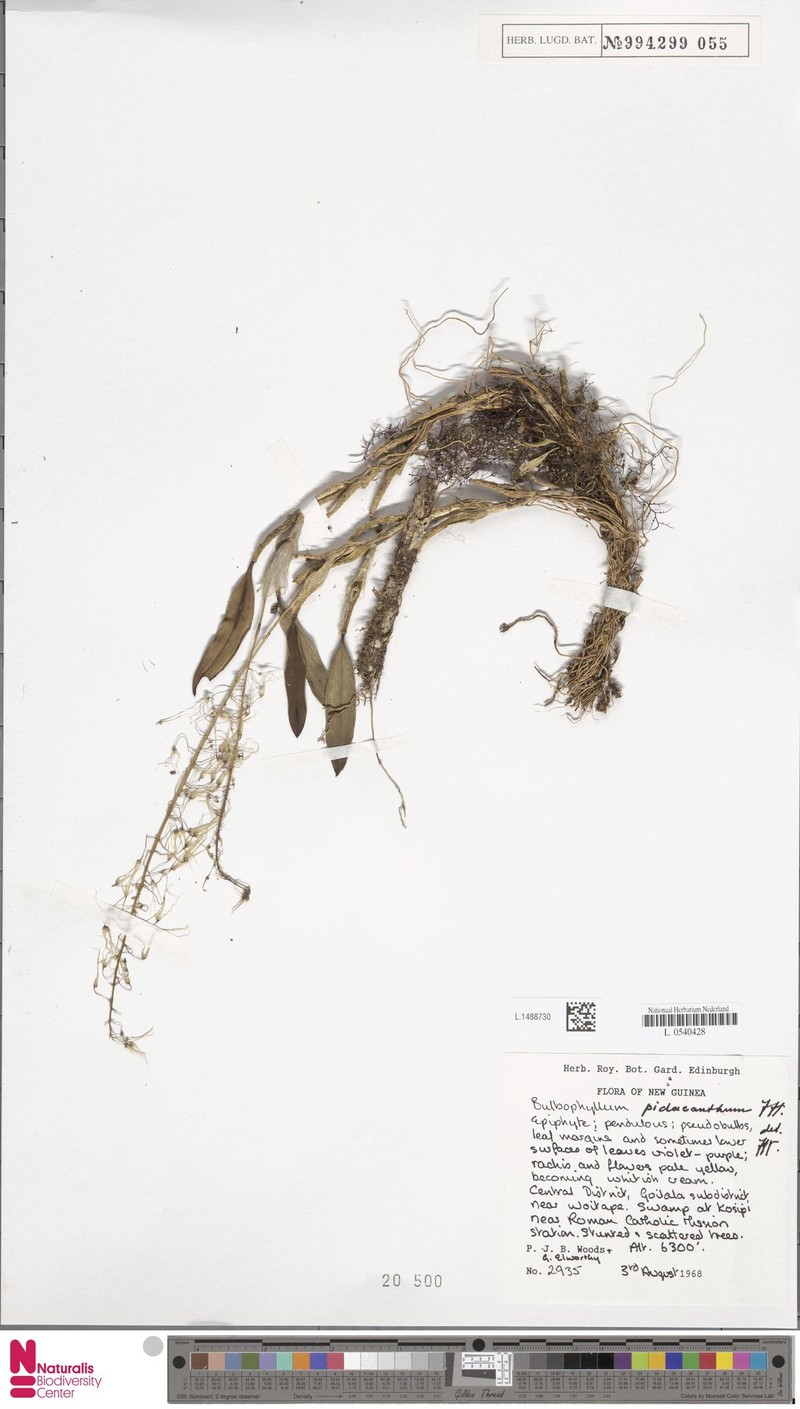 Bulbophyllum pidacanthum photo 2