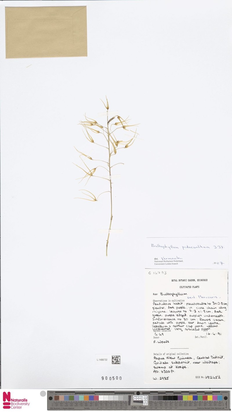 Bulbophyllum pidacanthum photo 3