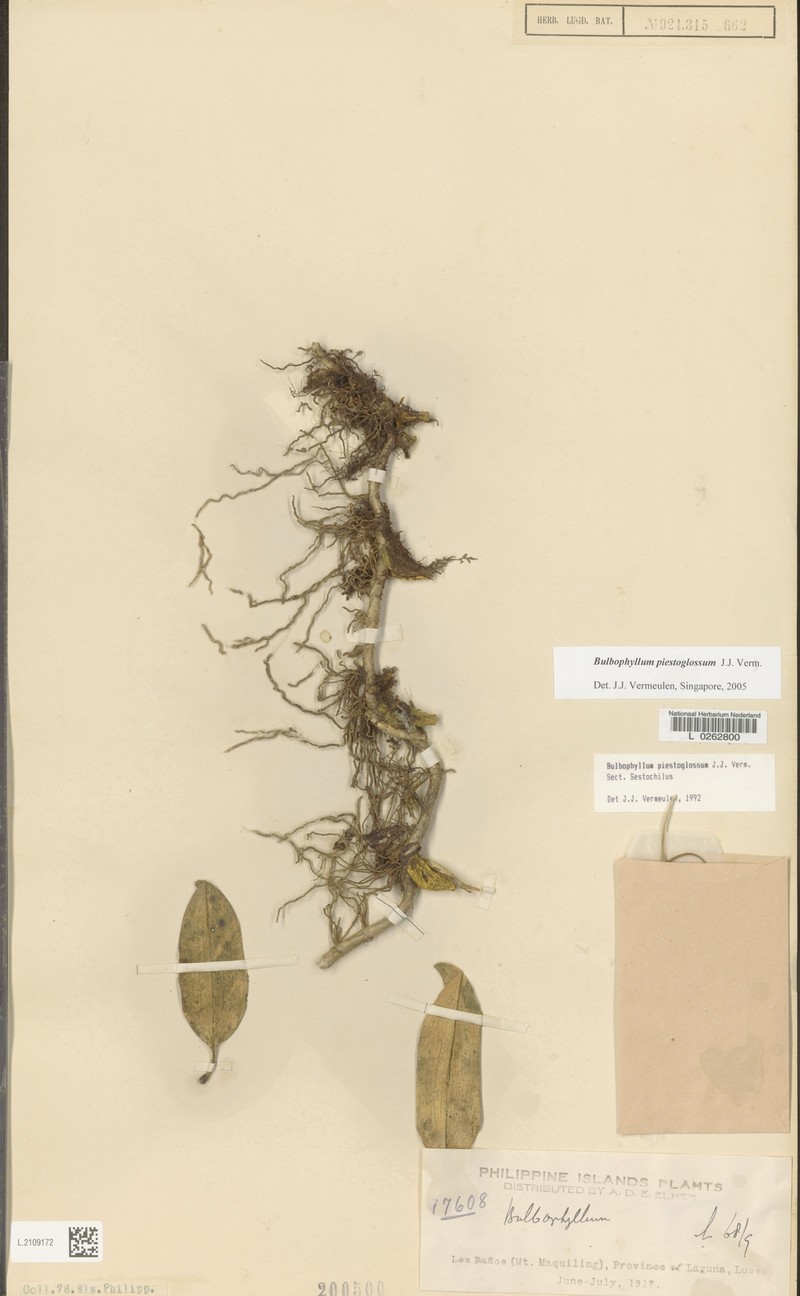 Bulbophyllum piestoglossum