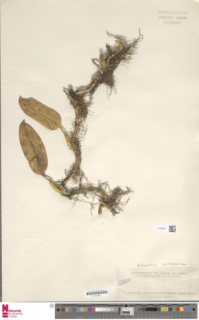 Bulbophyllum piestoglossum photo 2