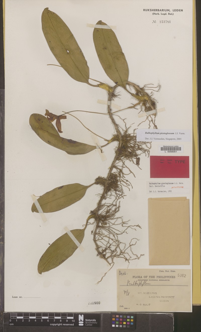 Bulbophyllum piestoglossum photo 3