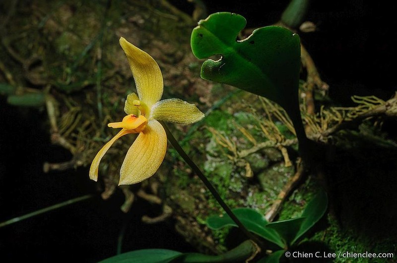 Bulbophyllum pileatum