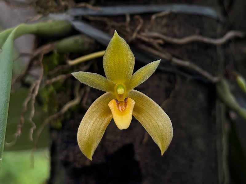 Bulbophyllum pileatum photo 4