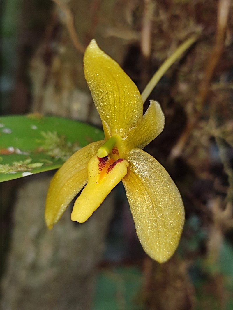 Bulbophyllum pileatum photo 5