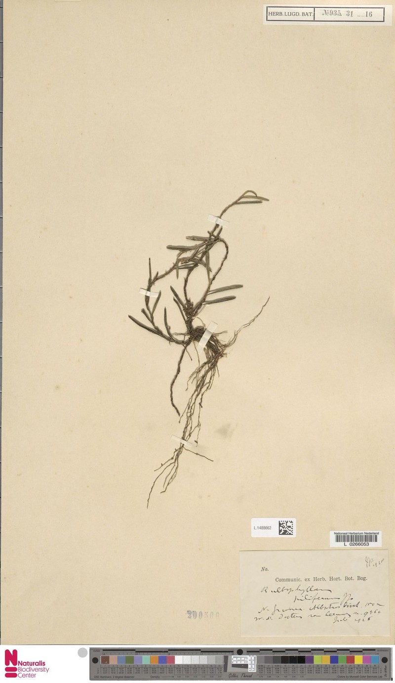 Bulbophyllum piliferum