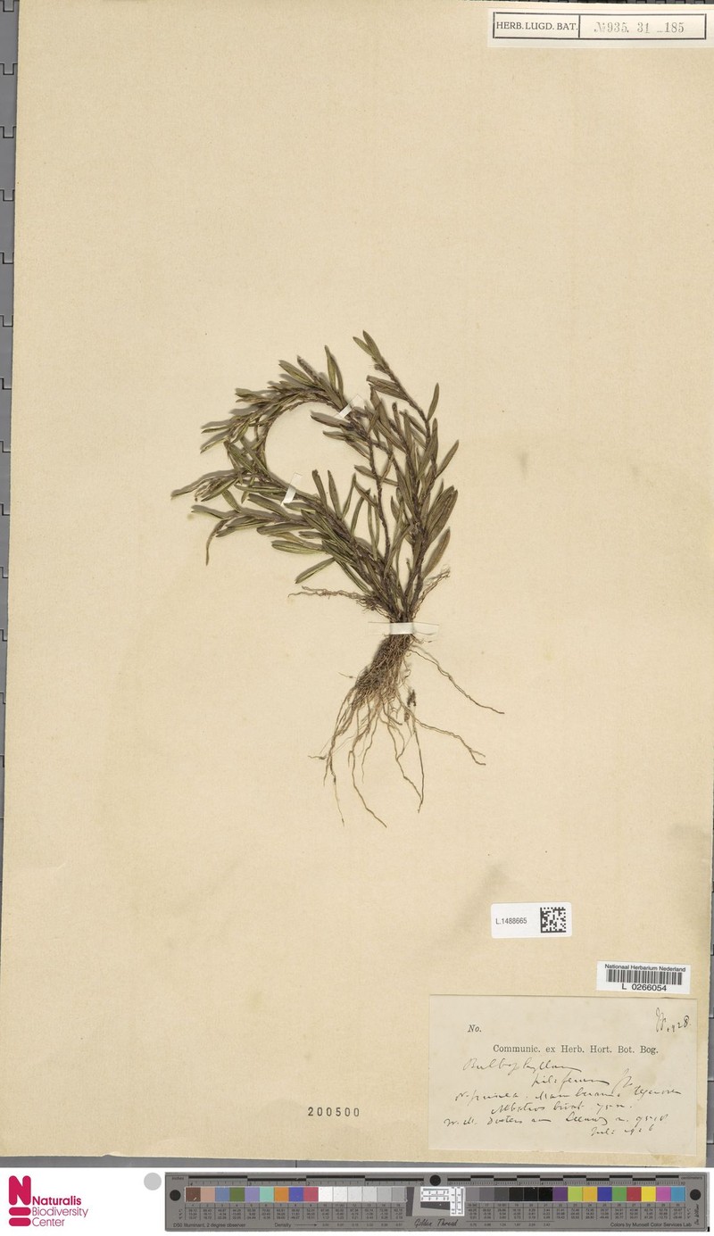 Bulbophyllum piliferum photo 2